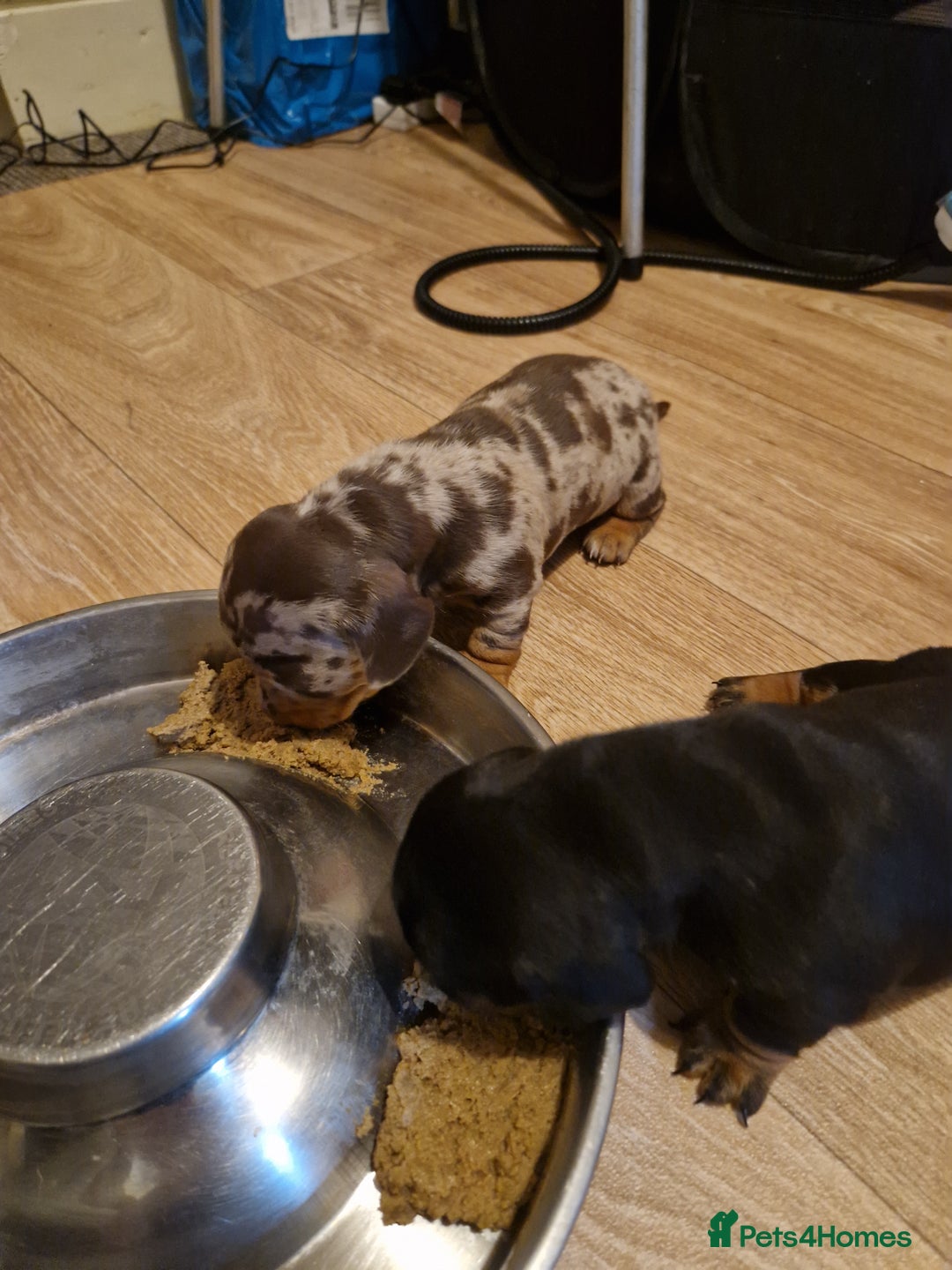 Miniature Dachshund dogs for sale: 2 adorable chunky miniature dachshund  - Image 4