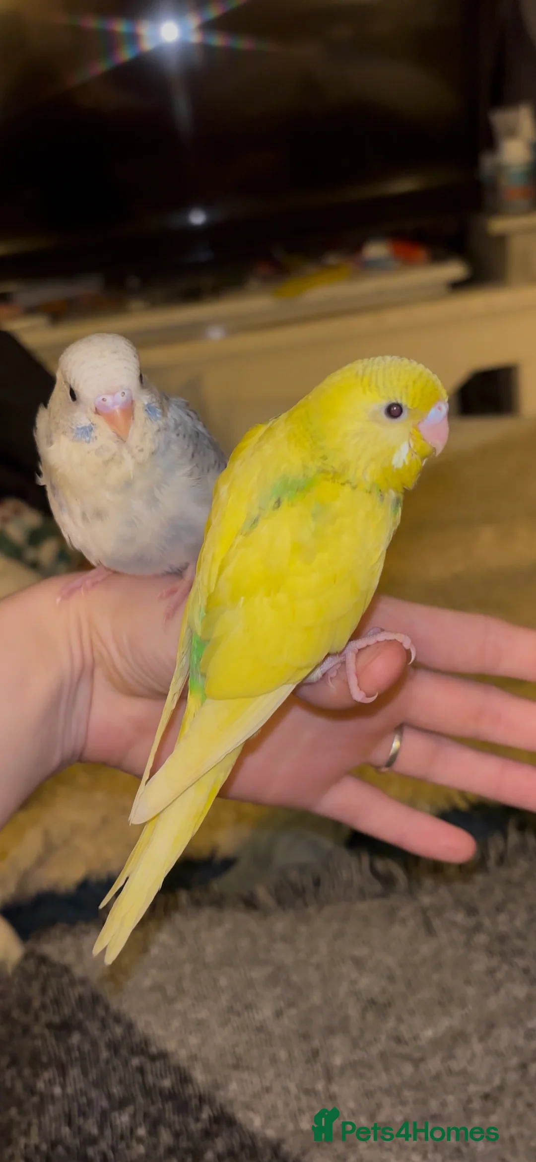 Budgerigars birds for sale: Hand reared, hand tame budgies - Advert 1