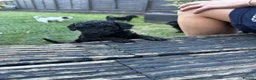 Mixed Breed dogs for sale: Jackapoo puppies  in Luton - Advert 13