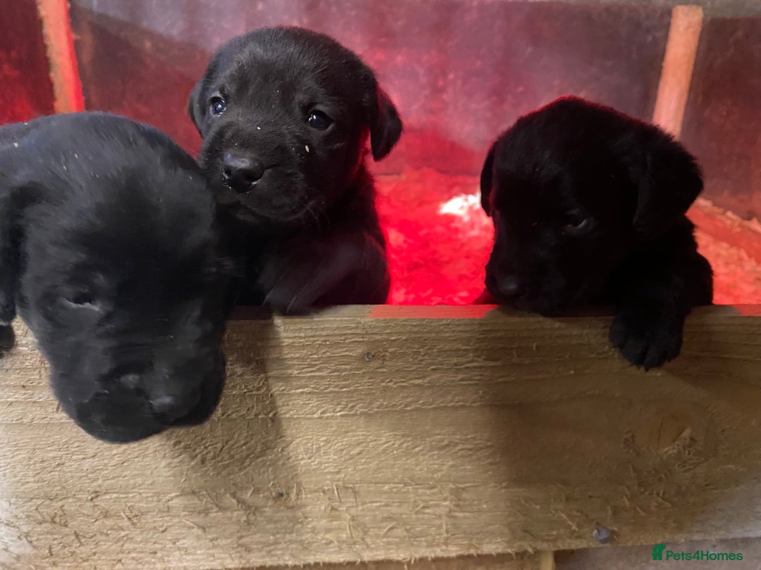 Mixed Breed dogs for sale: Pointer x Labrador puppies  - Advert 3