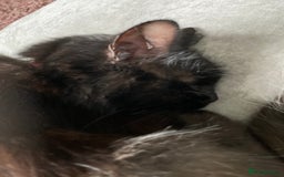 Mixed Breed cats for sale: black kittens ready to leave  - Image 5