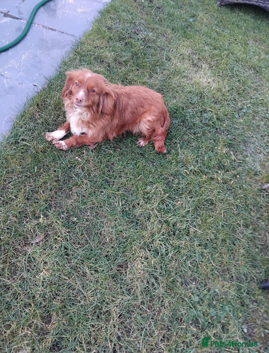 Cavachon dogs for sale: Golden Female cavachon  - Advert 4