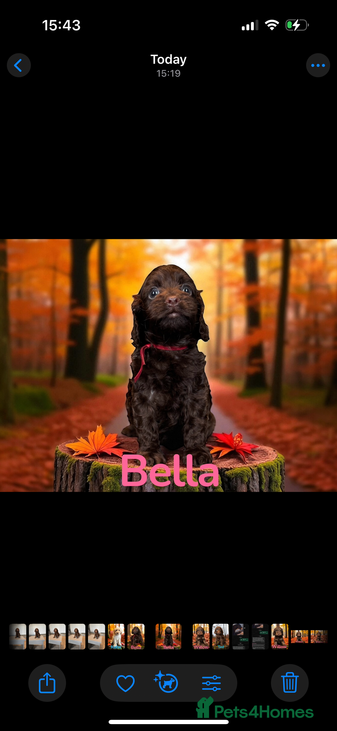 Cockapoo dogs for sale: *READY MONDAY* girls F1 CHOCOLATE DNA CLEAR  - Image 9