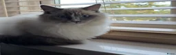 Ragdoll cats for sale: Blue point Ragdoll - Advert 3