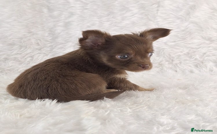 Chihuahua dogs - Advert 2