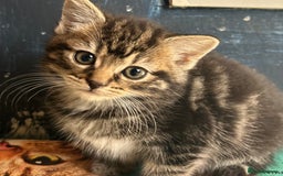 Mixed Breed cats for sale: Mixed breed kittens  - Image 1