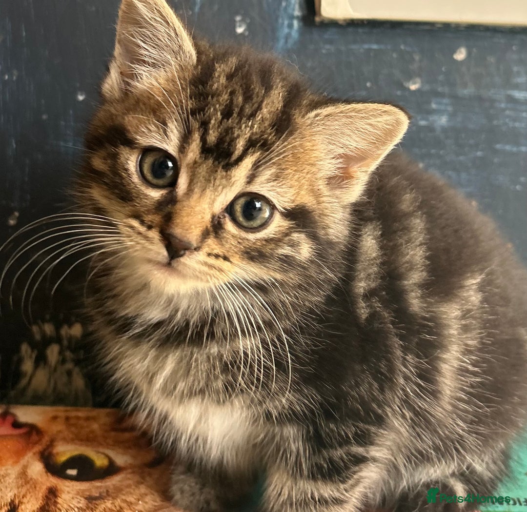 Mixed Breed cats for sale: Mixed breed kittens  - Image 1