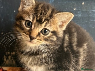 Mixed Breed cats - Advert 25