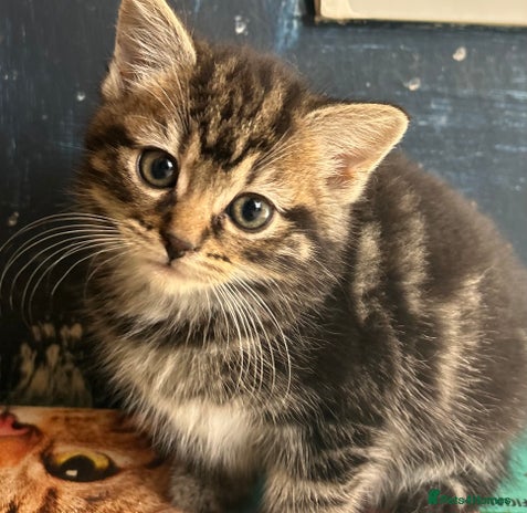 Mixed Breed cats - Advert 6