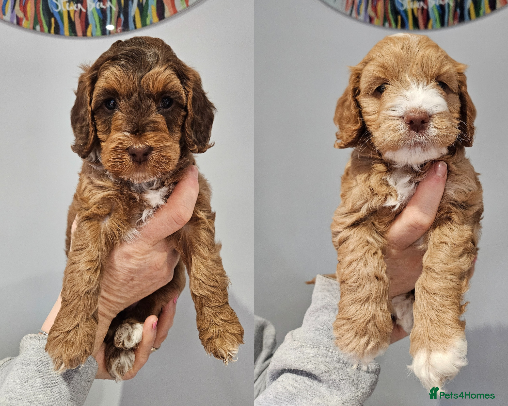 Cockapoo dogs F3b Cockapoo Puppies – DNA health tested - Advert 13