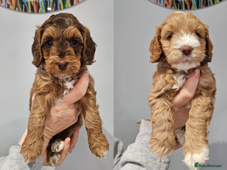 Cockapoo dogs F3b Cockapoo Puppies – DNA health tested - Advert 13