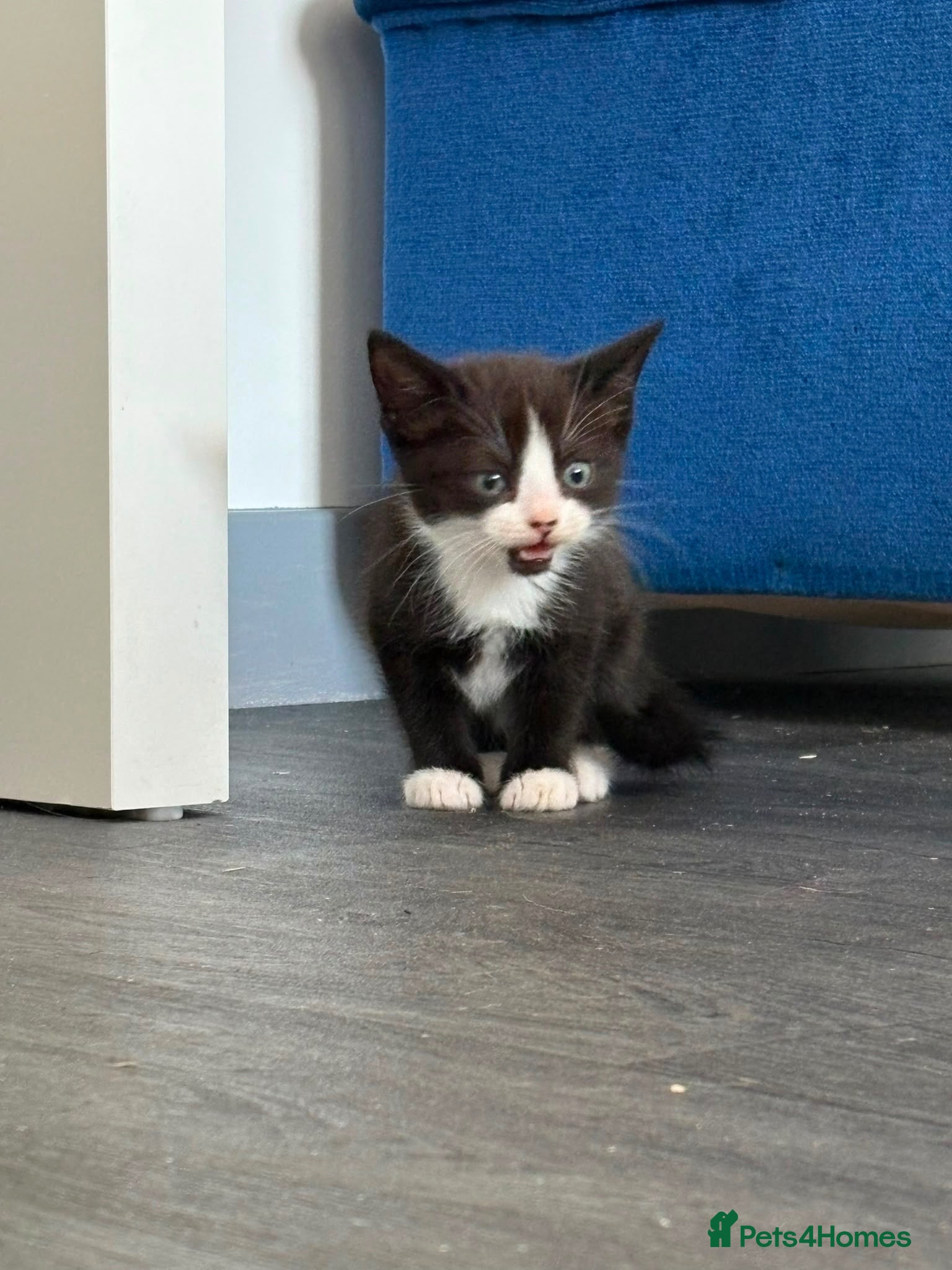 Mixed Breed cats Black and white male kittens  - Advert 1