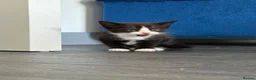 Mixed Breed cats for sale: Black and white male kittens  - Advert 13