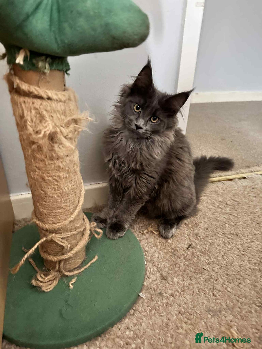 Maine Coon cats for sale: Stunning Maine Coon Kittens (Tica Registered)  in Colchester - Image 16