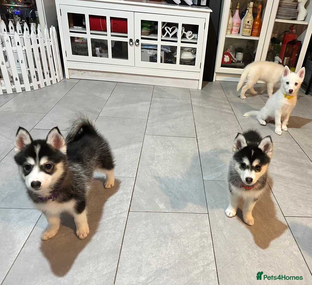 Pomsky dogs for sale: READY SMALL F4 POMSKY - Advert 8