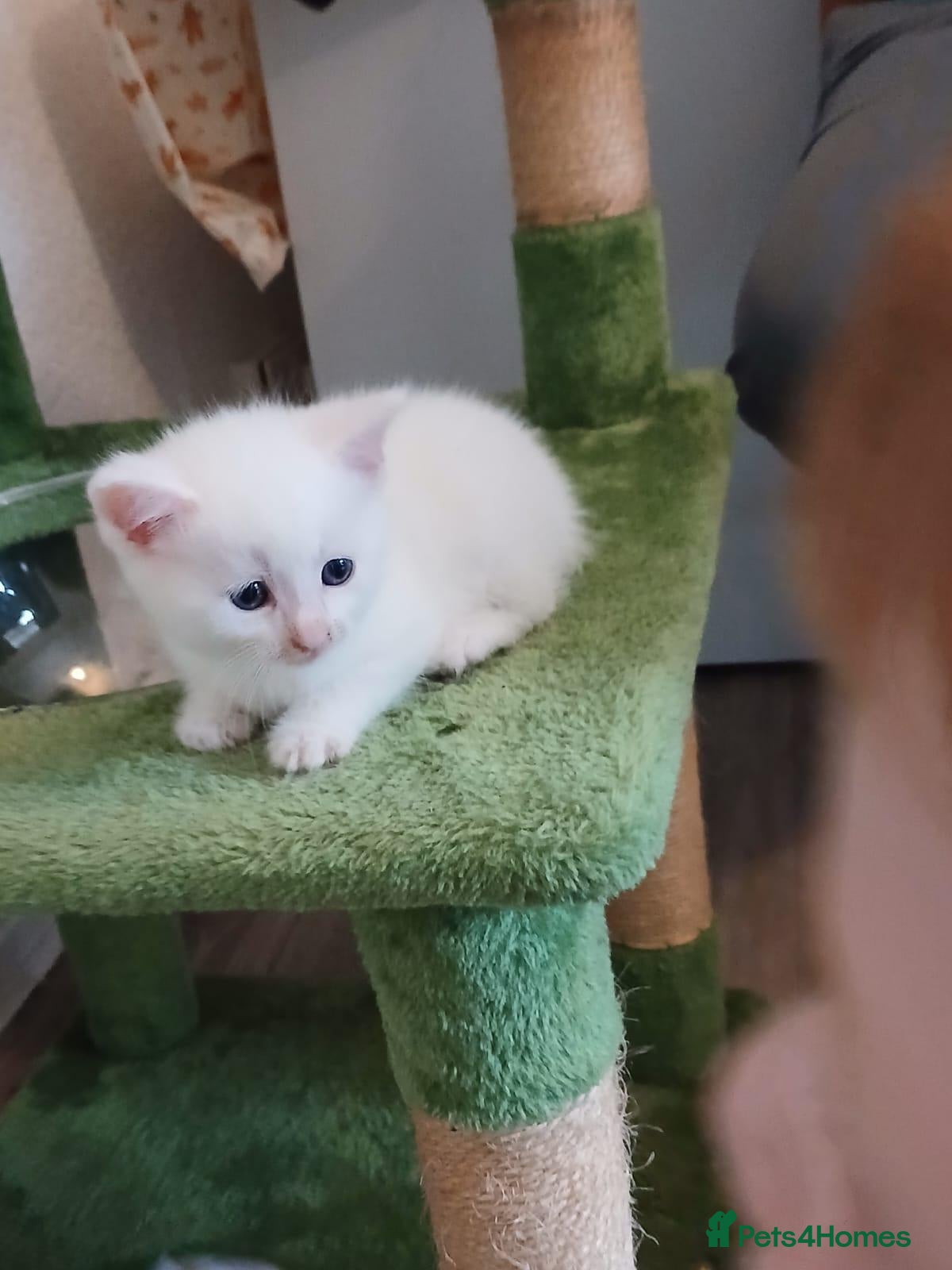 Mixed Breed cats 5 beautiful white kittens with lovely temperaments - Advert 2