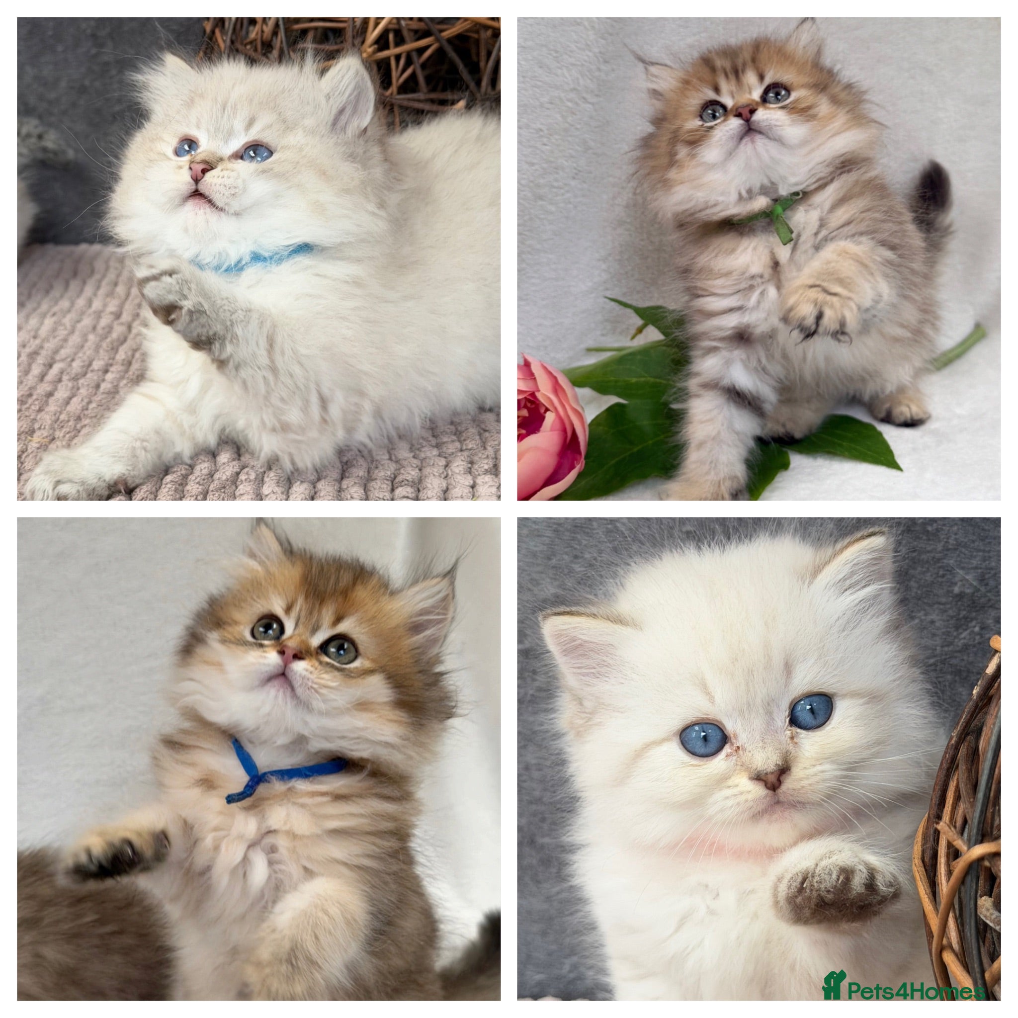 British Longhair cats British Longhair golden shaded kittens TICA - Advert 17