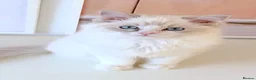 Ragdoll cats for sale: READY NOW *** GCCF REGISTERED RAGDOLL KITTENS - Advert 21