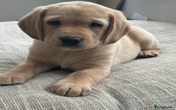 Springador dogs for sale: Labrador Puppies red/yellow health checked  - Image 1