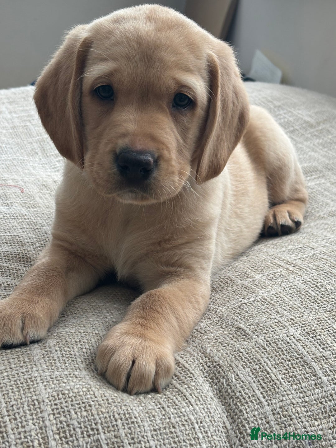 Springador dogs for sale: Labrador Puppies red/yellow health checked  - Image 1