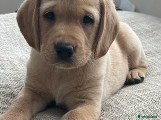 Springador dogs - Advert 8