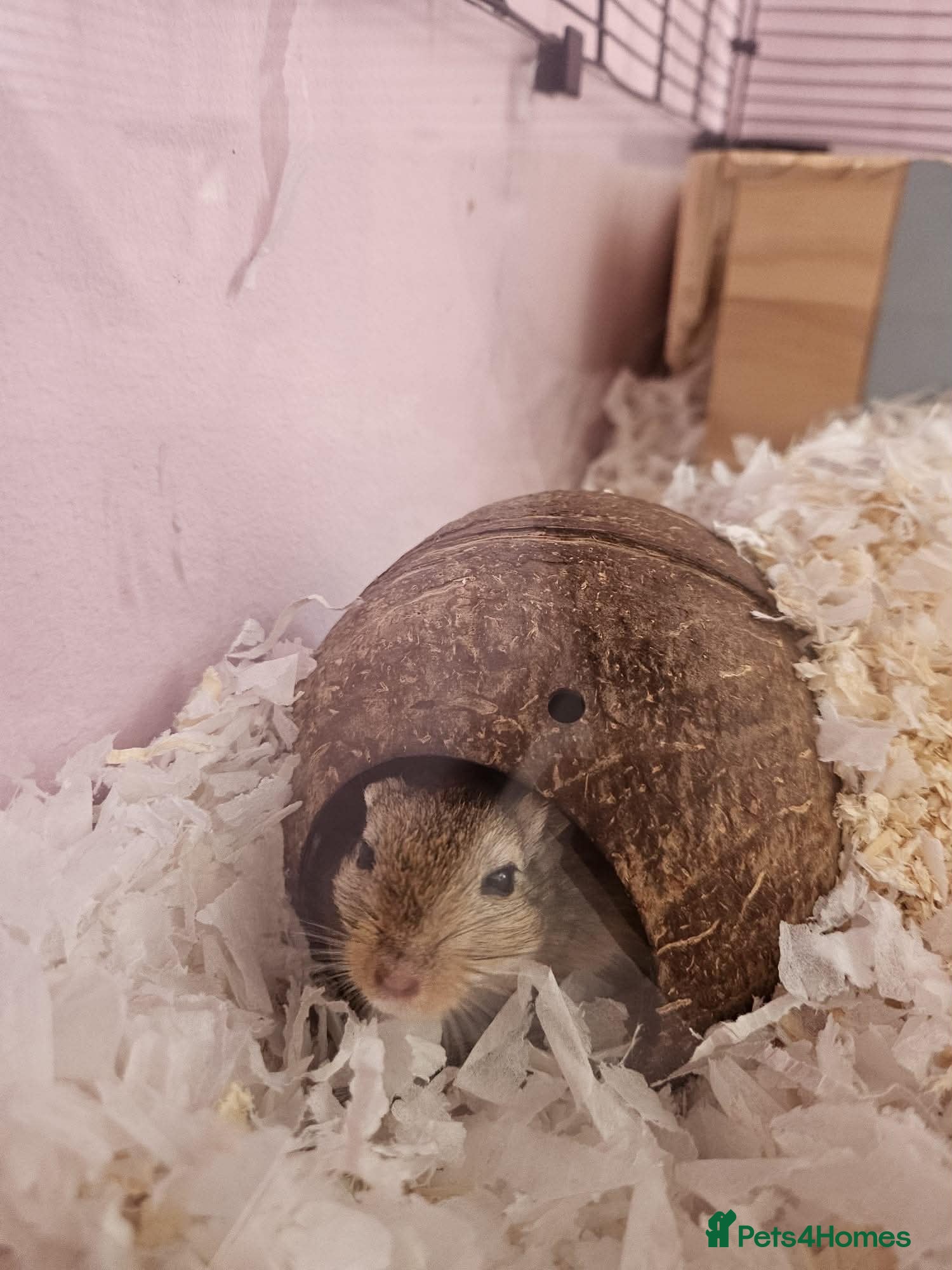 Gerbil rodents Two Friendly Male Mongolian Gerbils – 1 Year Old  - Advert 12