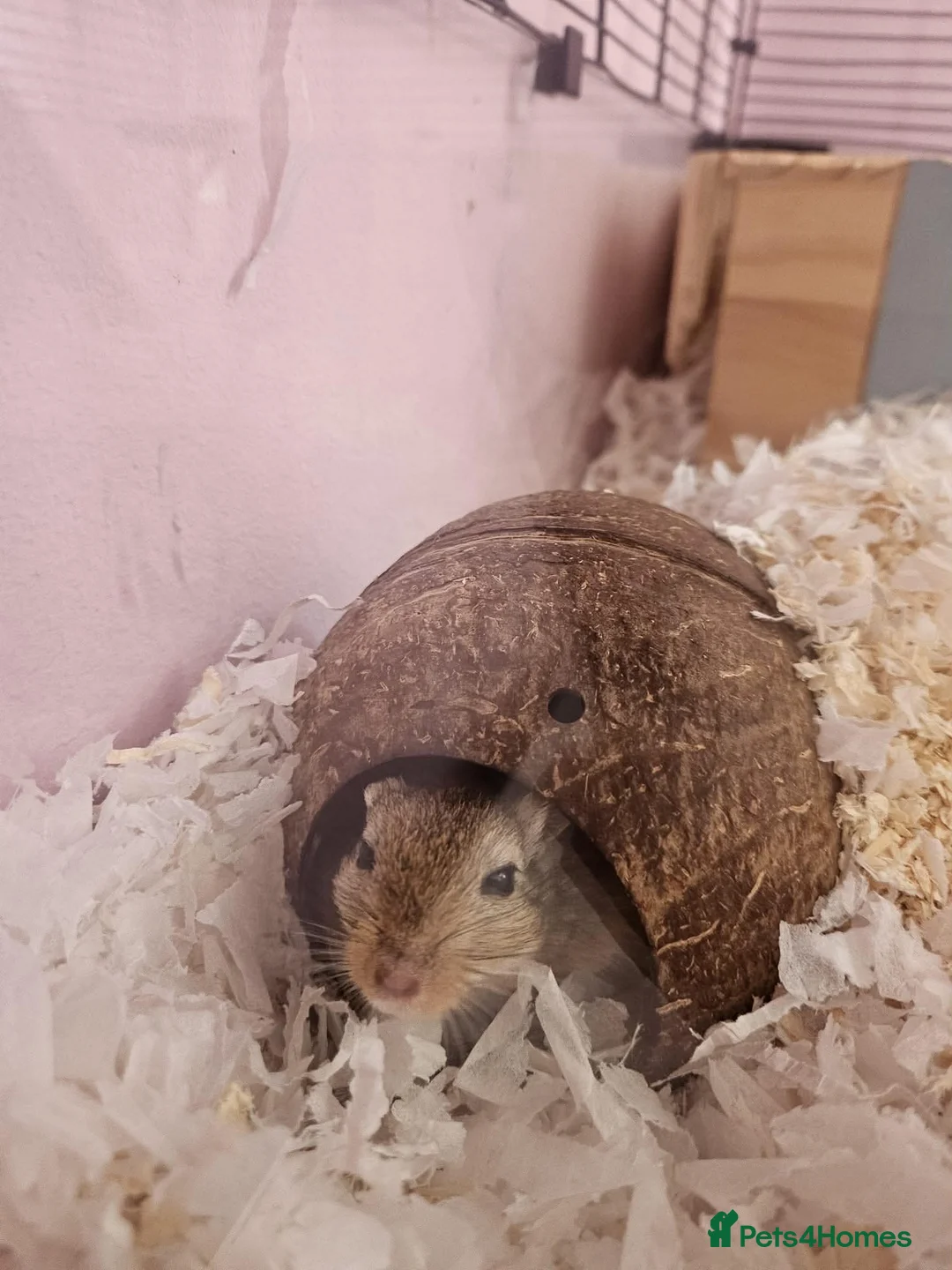 Gerbil rodents for sale: Two Friendly Male Mongolian Gerbils – 1 Year Old  - Advert 1