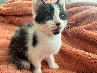 Mixed Breed cats Kittens - Advert 5