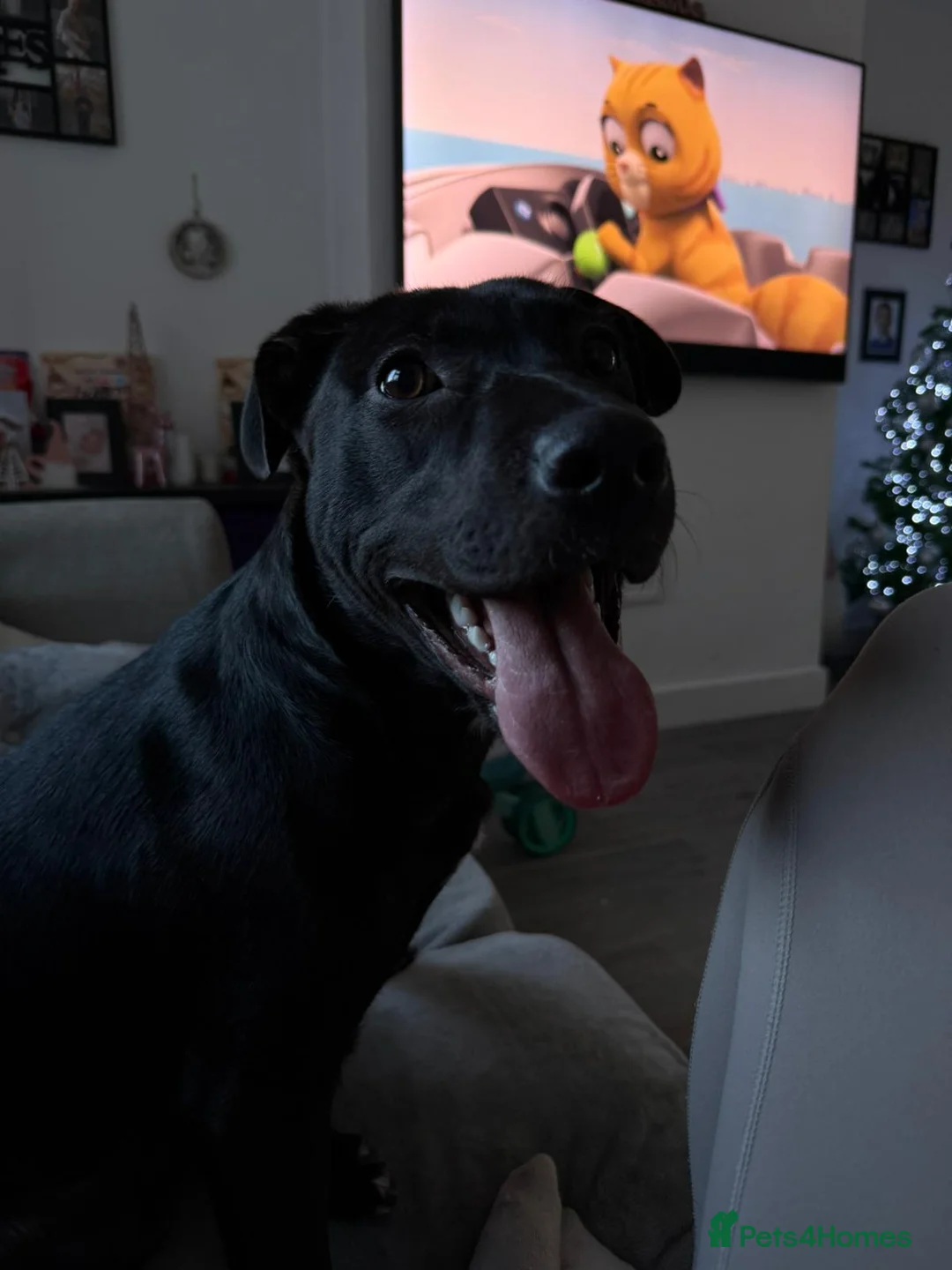 Mixed Breed dogs for sale: Kali 8 months old - Advert 1