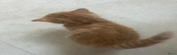 Domestic Shorthair cats for sale: Beautiful ginger kittens for sale  in Letchworth Garden City - Advert 8