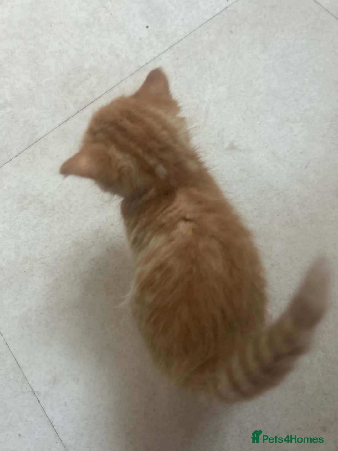 Domestic Shorthair cats for sale: Beautiful ginger kittens for sale  in Letchworth Garden City - Advert 8