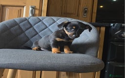 Mixed Breed dogs for sale: F1 Dachshund x Jack Russell  - Image 6