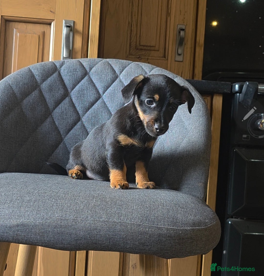 Mixed Breed dogs for sale: F1 Dachshund x Jack Russell  - Image 6