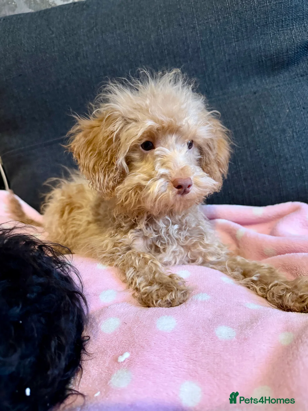 Cockapoo dogs for sale: Poodle  - Advert 10