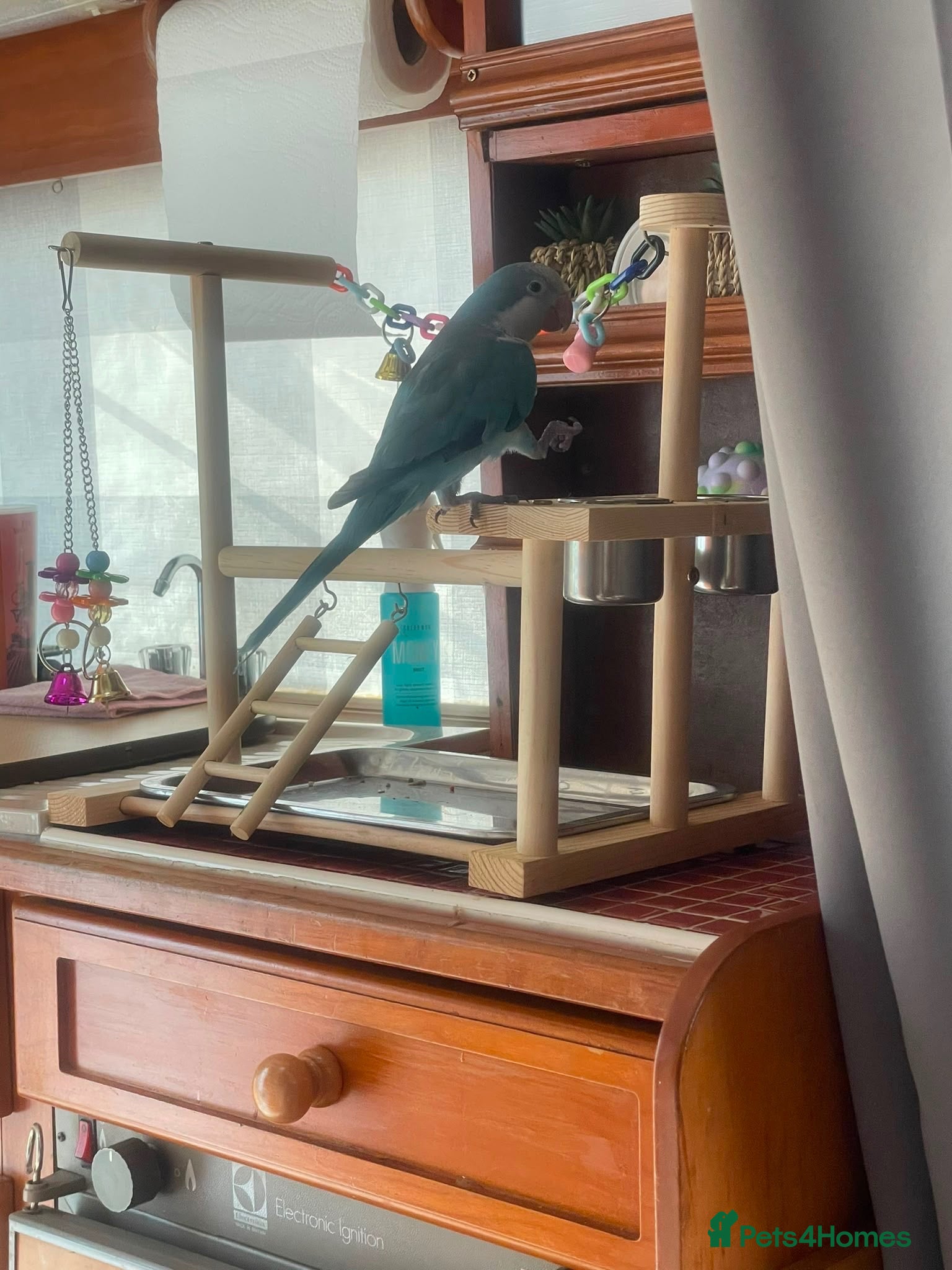 Parrots birds Quaker parrot  - Advert 1