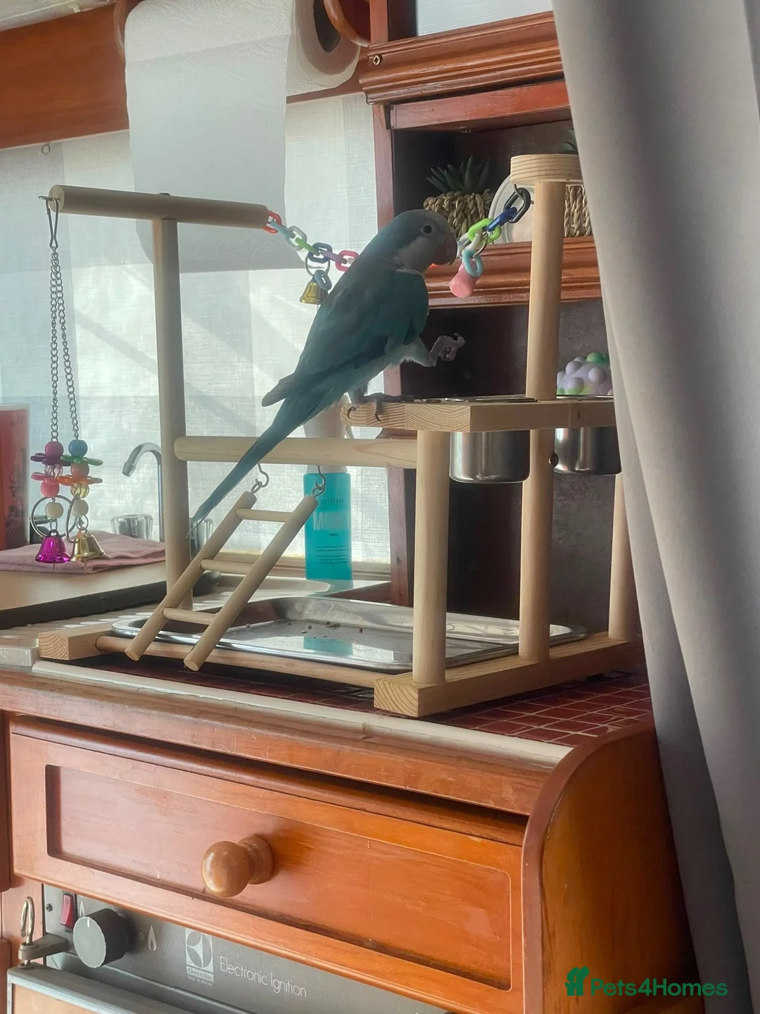 Parrots birds for sale: Quaker parrot  - Advert 1