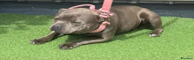 Staffordshire Bull Terrier 1