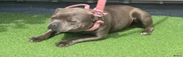 Staffordshire Bull Terrier dogs for sale: 3 year old blue female  - Advert 2
