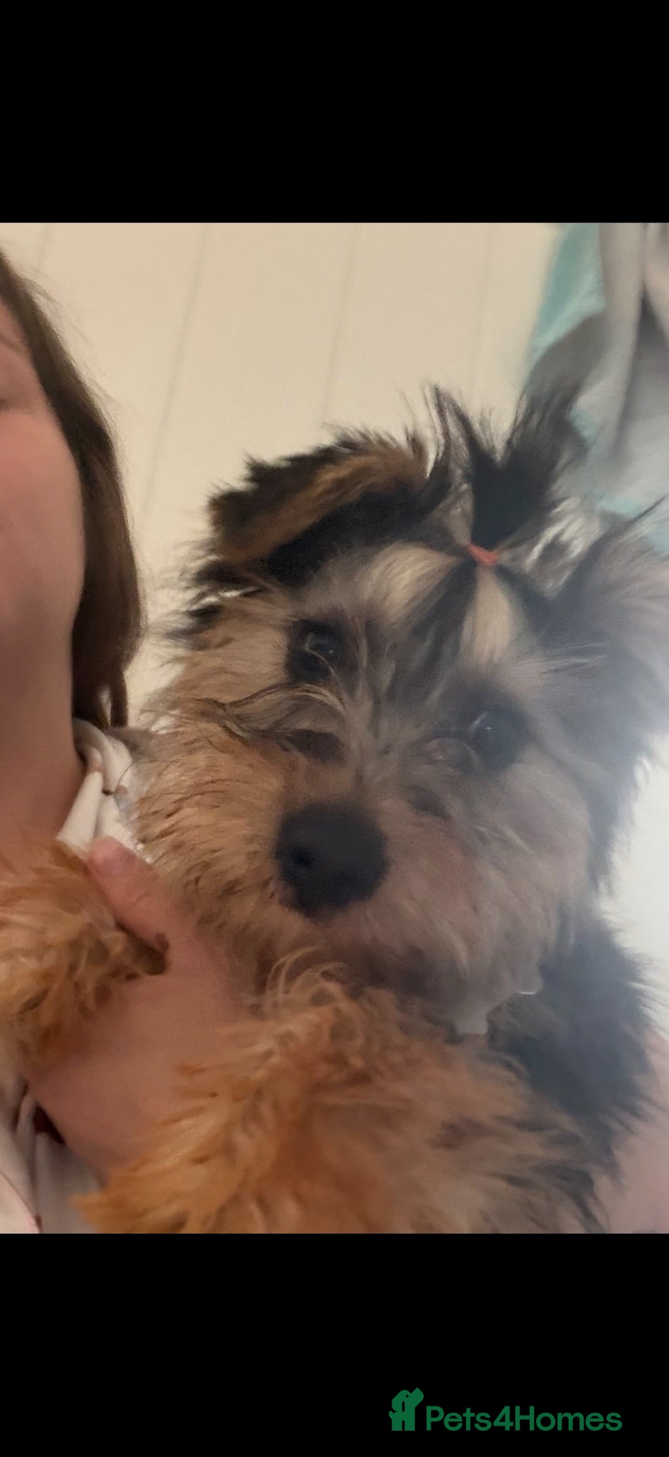 Yorkshire Terrier dogs Girl puppy - Advert 7
