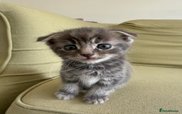 Scottish Fold cats for sale: 🐾ADORABLE SCOTTISH KITTENS FOR SALE🐾  - Image 7