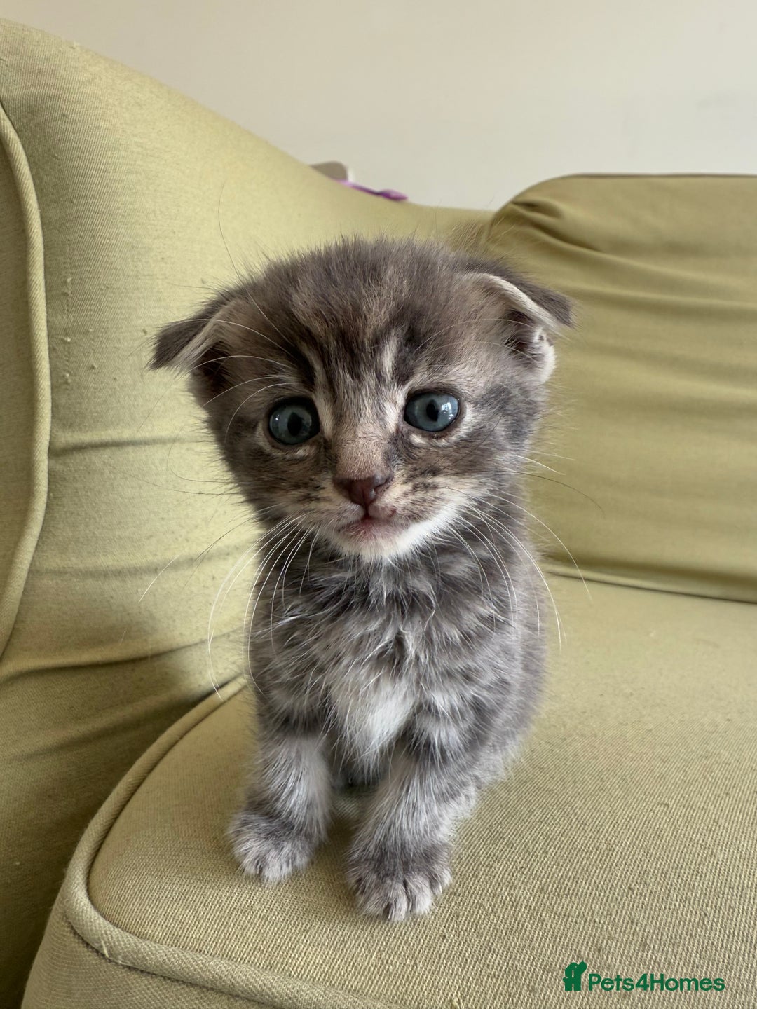 Scottish Fold cats for sale: 🐾ADORABLE SCOTTISH KITTENS FOR SALE🐾  - Image 7