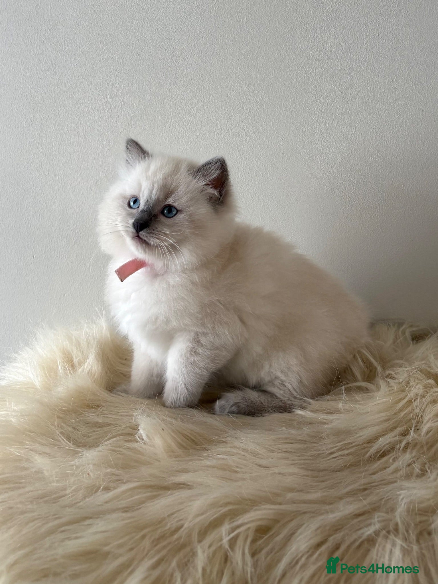 Ragdoll cats 🐾 Beautiful Ragdoll Kittens – Ready to Leave 🐾 - Advert 12