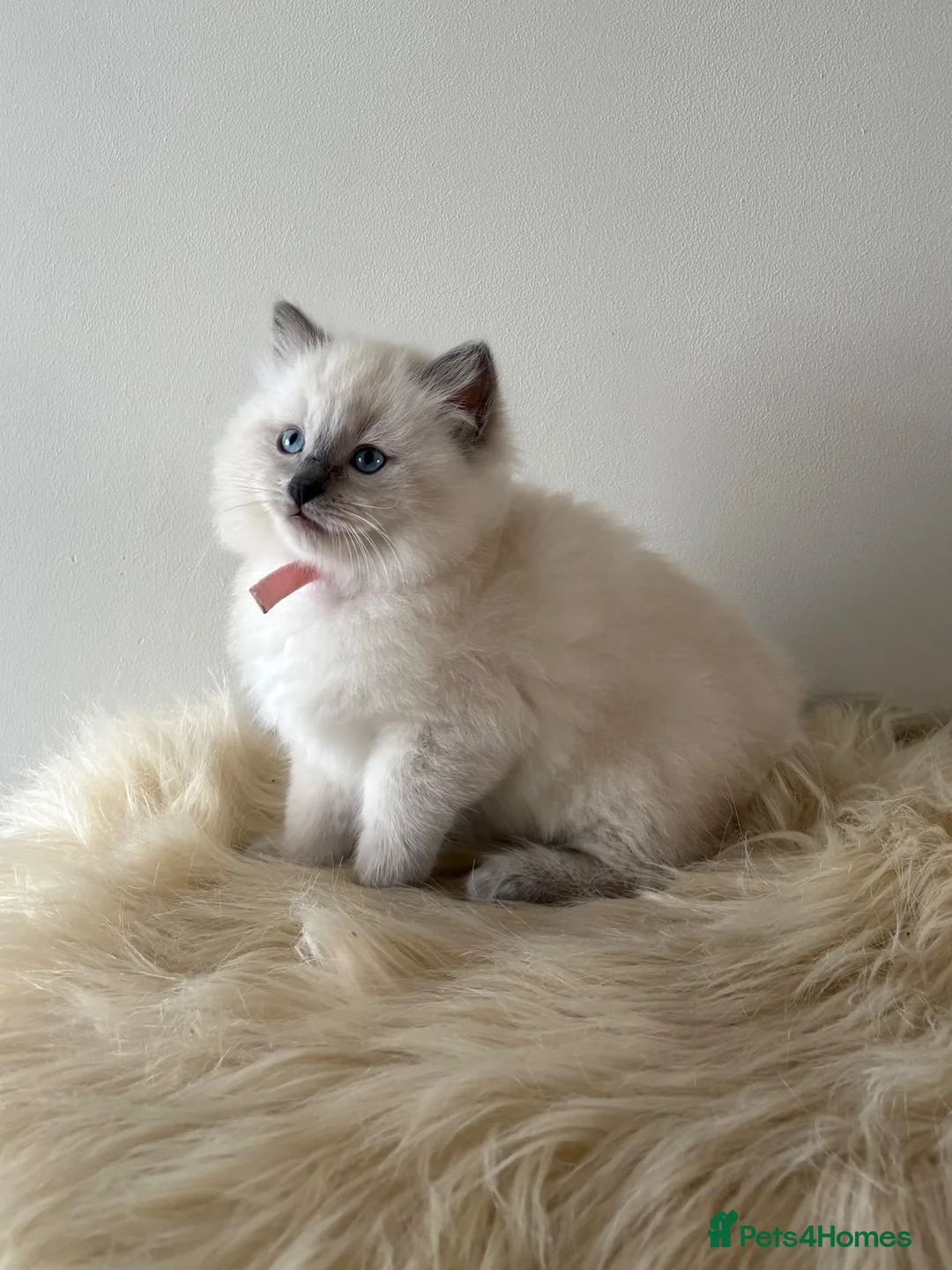 Ragdoll cats for sale: 🐾 Beautiful Ragdoll Kittens – Ready to Leave 🐾 - Advert 1