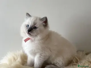 Ragdoll cats 🐾 Beautiful Ragdoll Kittens – Ready to Leave 🐾 - Advert 2