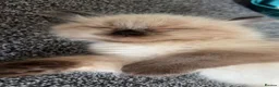 Ragdoll cats for sale: Baby ragdoll kitten for sale in Blackburn - Advert 4