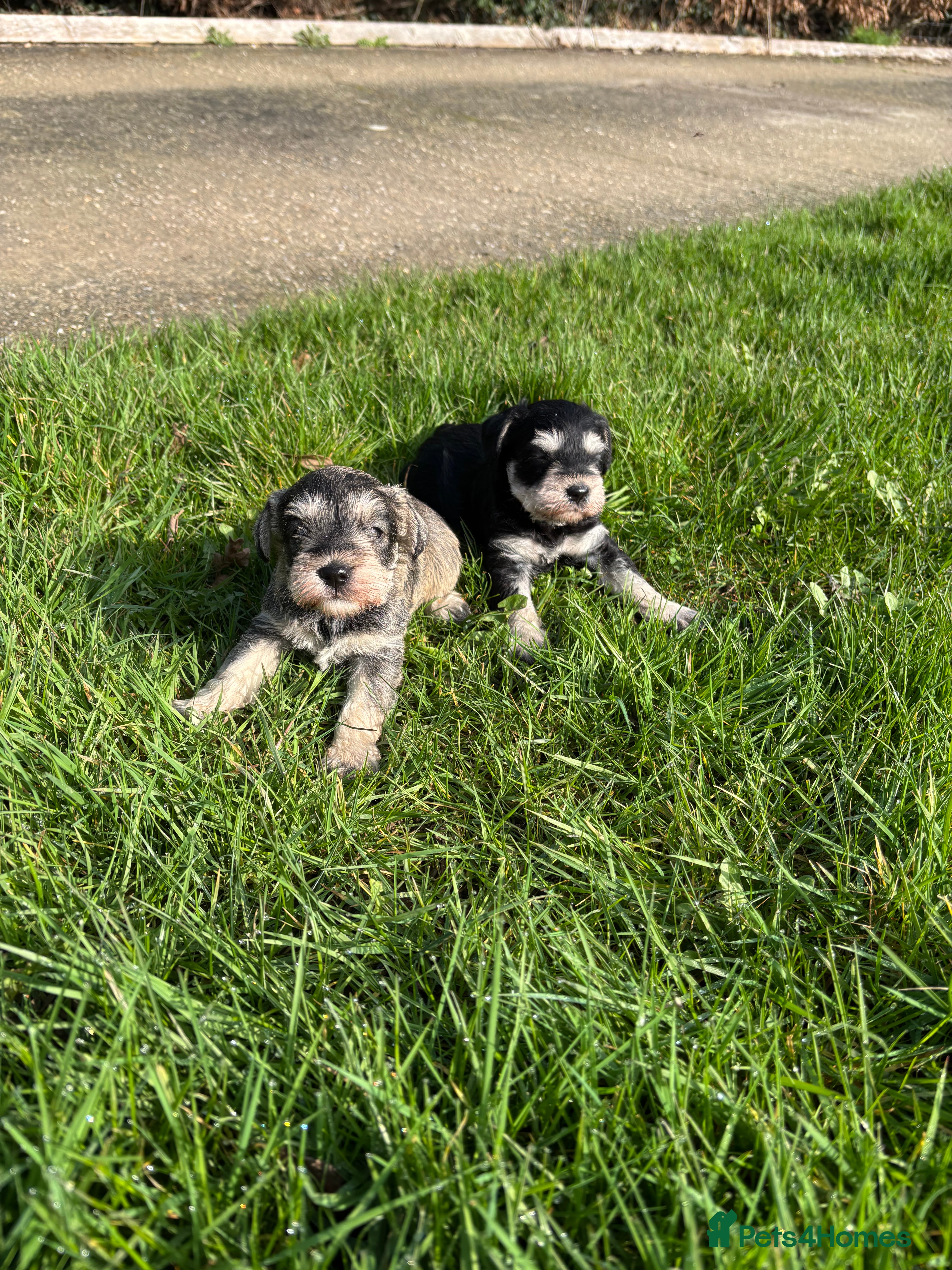 Miniature Schnauzer dogs Two beautiful Mini Schnauzer Puppies - Advert 3