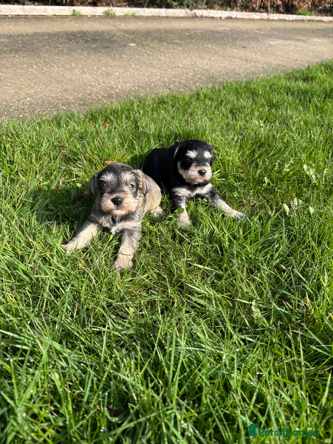 Miniature Schnauzer dogs for sale: Two beautiful Mini Schnauzer Puppies in Ashford - Advert 1
