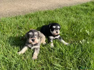 Miniature Schnauzer dogs Two beautiful Mini Schnauzer Puppies - Advert 8