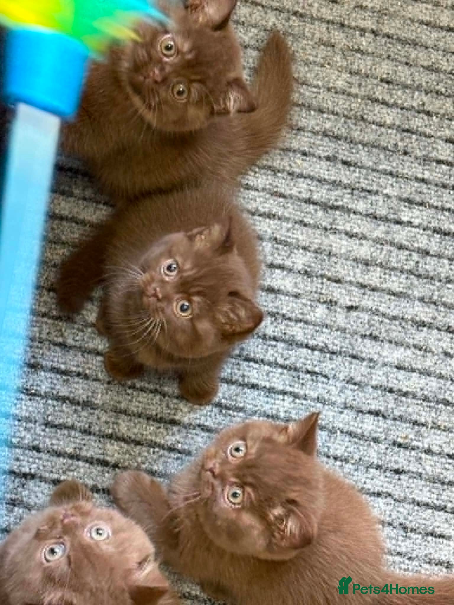 British Shorthair cats British Short Hair Chocolate Kittens - Advert 2