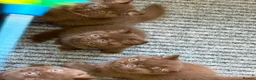 British Shorthair cats for sale: British Short Hair Chocolate Kittens in Stoke-on-Trent - Advert 2